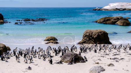 Foto de Un grupo de pingüinos en Boulders Beach en Simons Town, Ciudad del Cabo, Sudáfrica. Hermosos pingüinos. Colonia de pingüinos africanos en una playa rocosa en Sudáfrica Western Cape - Imagen libre de derechos