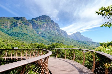 View of the boomslang walkway in the Kirstenbosch botanical garden in Cape Town, Canopy bridge at Kirstenbosch Gardens in Cape Town, built above the lush foliage South Africa