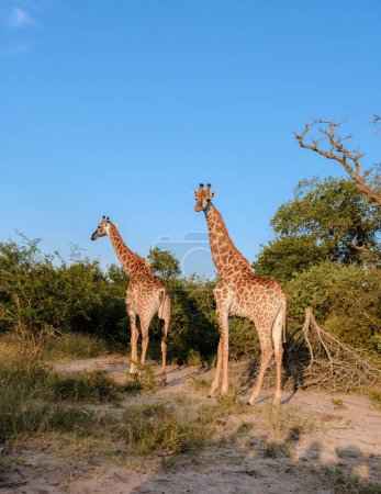 Téléchargez les photos : Girafe dans la brousse du parc national Kruger Afrique du Sud pendant le coucher du soleil. Girafe à l'aube dans Kruger Park Afrique du Sud - en image libre de droit