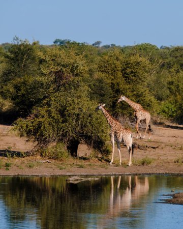 Foto de Jirafa en el arbusto del parque nacional Kruger Sudáfrica durante el safari al atardecer. Jirafa al amanecer en Kruger Park Sudáfrica - Imagen libre de derechos