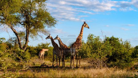 Téléchargez les photos : Girafe dans la brousse du parc national Kruger Afrique du Sud pendant le coucher du soleil. Girafe à l'aube dans Kruger Park Afrique du Sud - en image libre de droit
