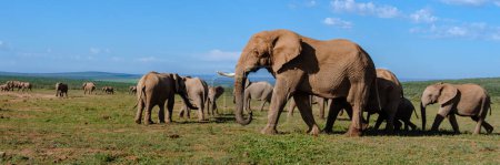 Foto de Addo Elephant Park Sudáfrica, familia de elefantes en el parque de elefantes Addo - Imagen libre de derechos
