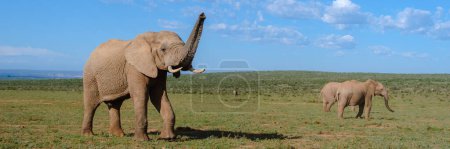 Téléchargez les photos : Addo Elephant Park Afrique du Sud, Famille d'éléphants dans le parc d'éléphants Addo pendant le safari Game Drive - en image libre de droit