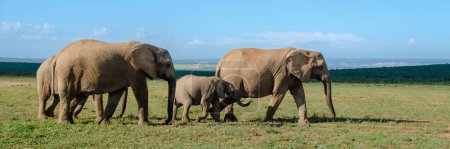 Photo for Addo Elephant Park South Africa, Family of Elephants in Addo elephant park - Royalty Free Image