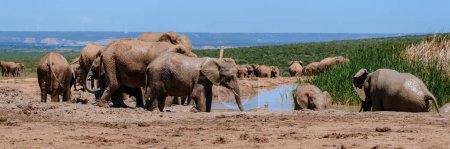 Photo for Addo Elephant Park South Africa, Family of Elephants in a mud bath in Addo elephant park - Royalty Free Image
