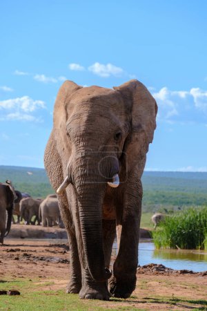 Téléchargez les photos : Addo Elephant Park Afrique du Sud, Famille d'éléphants dans Addo Elephant Park dans la matinée lors d'une partie en safari vacances - en image libre de droit
