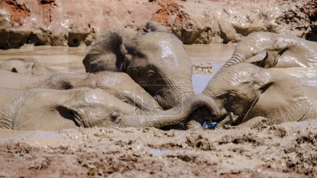 Foto de Addo Elephant Park Sudáfrica, Familia de Elefantes en un baño de barro en el parque de elefantes Addo - Imagen libre de derechos