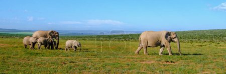 Photo for Addo Elephant Park South Africa, Family of Elephants in Addo elephant park, a large group of African Elephants during game drive in South Africa - Royalty Free Image