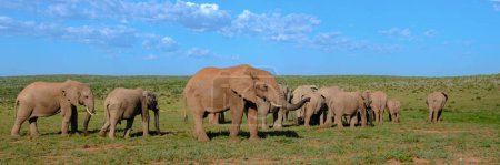 Téléchargez les photos : Addo Elephant Park Afrique du Sud, Famille d'éléphants dans Addo Elephant Park, un grand groupe d'éléphants d'Afrique près d'une piscine d'eau - en image libre de droit