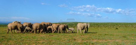 Foto de Addo Elephant Park Sudáfrica, familia de elefantes en Addo Elephant Park, un gran grupo de elefantes africanos cerca de una piscina de agua - Imagen libre de derechos