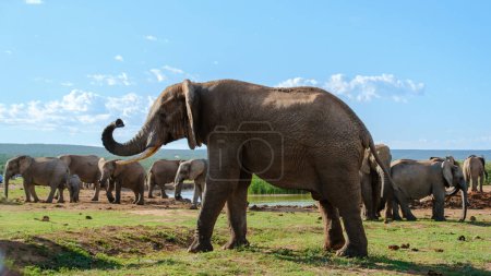 Téléchargez les photos : Addo Elephant Park Afrique du Sud, Famille d'éléphants dans Addo Elephant Park, un grand groupe d'éléphants d'Afrique potable de l'eau à un étang d'eau - en image libre de droit