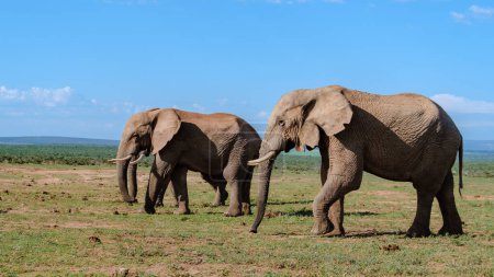 Téléchargez les photos : Addo Elephant Park Afrique du Sud, Famille d'éléphants dans Addo Elephant Park, un grand groupe d'éléphants d'Afrique près d'une piscine d'eau - en image libre de droit