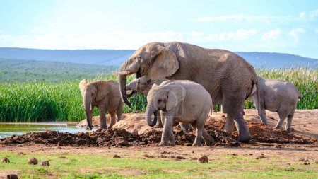Foto de Addo Elephant Park Sudáfrica, familia de elefantes en Addo Elephant Park, un gran grupo de elefantes africanos que beben agua en un estanque de agua - Imagen libre de derechos