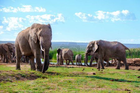 Téléchargez les photos : Addo Elephant Park Afrique du Sud, Famille d'éléphants dans Addo Elephant Park, un grand groupe d'éléphants d'Afrique - en image libre de droit