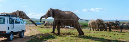 Photo for Addo Elephant Park South Africa, Family of Elephants in Addo elephant park with a car with tourist in the middle of a group of African Elephants - Royalty Free Image