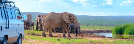 Foto de Addo Elephant Park Sudáfrica, familia de elefantes en Addo parque de elefantes con un coche con turista en medio de un grupo de elefantes africanos - Imagen libre de derechos