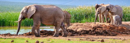 Téléchargez les photos : Addo Elephant Park Afrique du Sud, Famille d'éléphants dans Addo Elephant Park, un grand groupe d'éléphants d'Afrique marchant dans l'herbe verte avec un ciel bleu - en image libre de droit