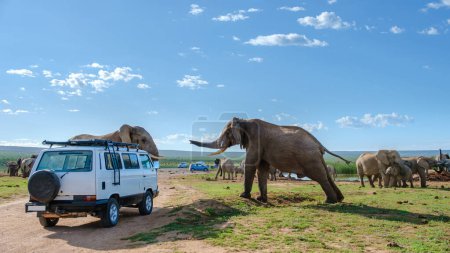 Foto de Addo Elephant Park Sudáfrica, familia de elefantes en Addo parque de elefantes con un coche con turista en medio de un grupo de elefantes africanos durante la unidad de juego - Imagen libre de derechos