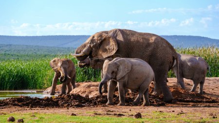 Téléchargez les photos : Addo Elephant Park Afrique du Sud, Famille d'éléphants dans Addo Elephant Park, un grand groupe d'éléphants d'Afrique marchant dans l'herbe verte avec un ciel bleu - en image libre de droit