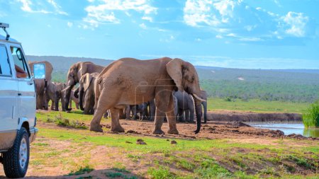 Photo for Addo Elephant Park South Africa, Family of Elephants in Addo elephant park with a car with tourist in the middle of a group of African Elephants during game drive - Royalty Free Image