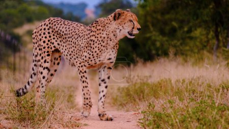 Téléchargez les photos : Cheeta animal sauvage dans le parc national Kruger Afrique du Sud, Cheetah sur la chasse pendant le coucher du soleil dans une réserve de chasse privée en Afrique du Sud - en image libre de droit