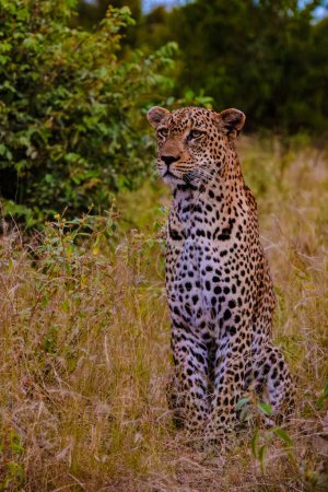 Foto de Animales salvajes leopardo en el Parque Nacional Kruger Sudáfrica, Leopardo en la caza durante la puesta del sol en una reserva privada de caza en Sudáfrica - Imagen libre de derechos