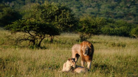 Foto de Los leones que se aparean en el parque nacional Kruger Sudáfrica, el emparejamiento de leones femeninos y masculinos, los leones son polígamos y se reproducen durante todo el año, el comportamiento de apareamiento de los leones es un proceso doloroso para la mujer - Imagen libre de derechos