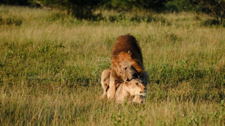 Photo for Lions mating at Kruger nation park South Africa, female and male lion pairing, Lions are polygamous and breed throughout the year, The mating behavior of lions is a painful process for the female - Royalty Free Image