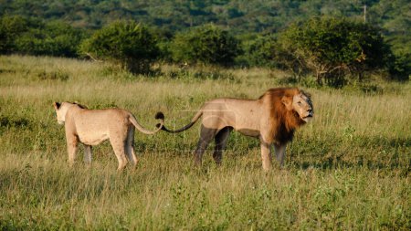 Foto de Los leones que se aparean en el parque nacional Kruger Sudáfrica, Los leones son polígamos y se reproducen durante todo el año, El comportamiento de apareamiento de los leones es un proceso doloroso para la mujer - Imagen libre de derechos