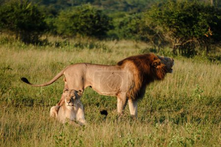 Téléchargez les photos : Lions accouplement au parc national Kruger Afrique du Sud, femelle et mâle lion appariement, Lions sont polygames et se reproduisent tout au long de l'année, Le comportement d'accouplement des lions est un processus douloureux pour la femelle - en image libre de droit
