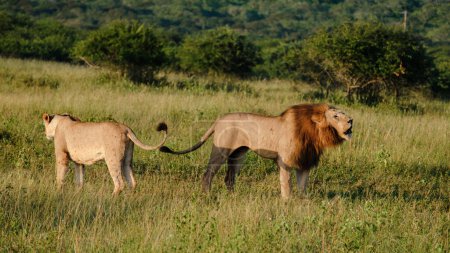 Téléchargez les photos : Lions accouplement au parc national Kruger Afrique du Sud, Le comportement d'accouplement des lions est un processus douloureux pour la femelle - en image libre de droit