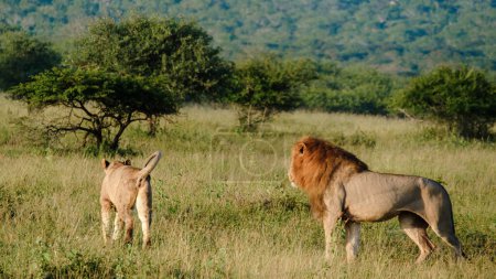 Foto de Leones africanos durante safari unidad de juego en el Parque Nacional Kruger Sudáfrica. primer plano de los Leones mirando a la cámara - Imagen libre de derechos