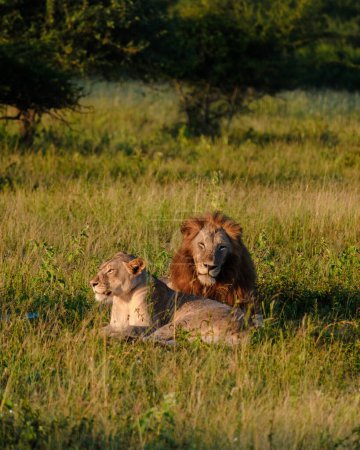 Téléchargez les photos : Lions africains lors d'un safari dans le parc national de Kruger en Afrique du Sud. gros plan de Lions - en image libre de droit