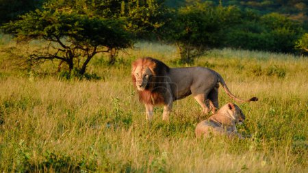 Foto de Leones africanos durante safari unidad de juego en el Parque Nacional Kruger Sudáfrica. primer plano de Leones durante un safari en Sudáfrica - Imagen libre de derechos