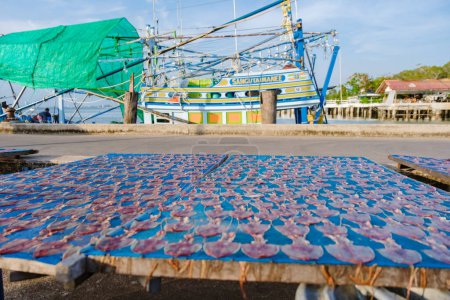 Téléchargez les photos : Bangsaray Pattaya Thaïlande, l'escouade sèche au port de pêche au village de pêcheurs Bangsaray. - en image libre de droit