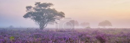 Foto de Zuiderheide National park Veluwe, purple pink heather in bloom, blooming heater on the Veluwe by Laren Hilversum Netherlands, blooming heather fields - Imagen libre de derechos