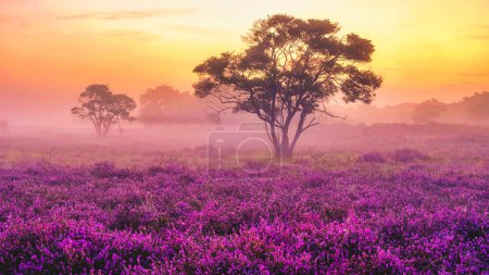 Foto de Campos de brezo en flor, brezo rosa púrpura en flor, calentador en flor en el parque Veluwe Zuiderheide, Países Bajos. Holanda al amanecer con niebla y niebla - Imagen libre de derechos