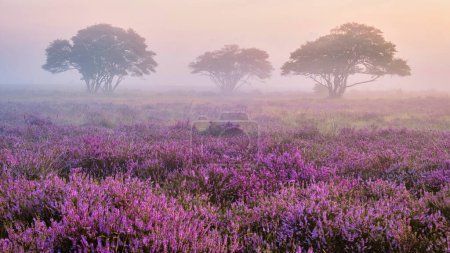 Photo for Zuiderheide National park Veluwe, purple pink heather in bloom, blooming heater on the Veluwe by Laren Hilversum Netherlands, blooming heather fields - Royalty Free Image