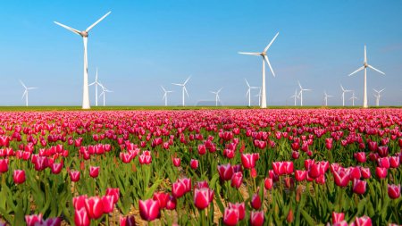 Téléchargez les photos : Windmill Park avec un ciel bleu et un champ agricole vert avec des fleurs de tulipes aux Pays-Bas Europe par une journée ensoleillée - en image libre de droit