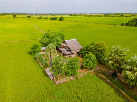 Foto de Cabaña de bambú granja con arrozales de arroz verde en la región central de Tailandia Suphanburi, vista aérea de drones de arrozales verdes en Tailandia - Imagen libre de derechos