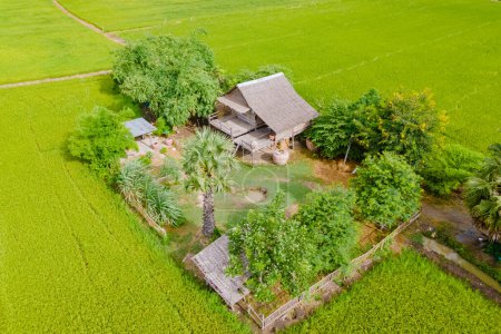 Téléchargez les photos : Cabane de bambou ferme familiale avec rizières vertes en Thaïlande centrale région de Suphanburi, drone vue aérienne des rizières vertes en Thaïlande - en image libre de droit