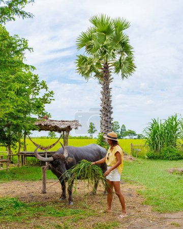 Foto de Eco farm homestay with a rice field in central Thailand, paddy field of rice during rain monsoon season in Thailand. Asian woman at a homestay farm in Thailand with a buffalo - Imagen libre de derechos