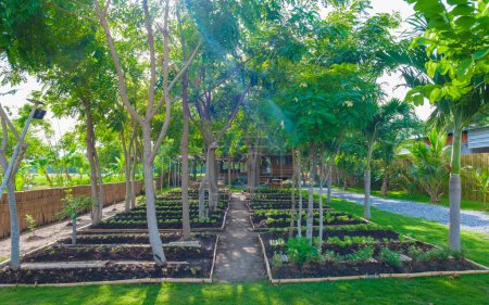 Foto de Huerto comunitario con verduras verdes. Camas de jardín orgánicas criadas con plantas en un jardín comunitario de hortalizas en Tailandia. - Imagen libre de derechos