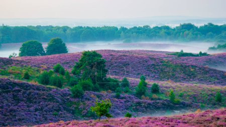 Photo for Blooming Heather fields, purple pink heather in bloom, blooming heater on the Posbank, Netherlands. Holland Nationaal Park Veluwezoom - Royalty Free Image
