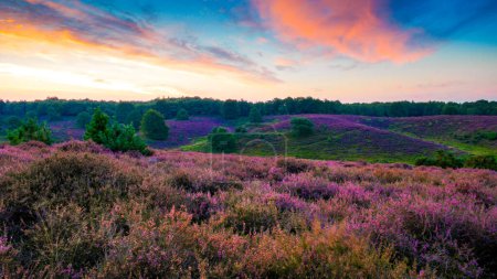 Foto de Campos de brezo florecientes, brezo rosa púrpura en flor, calentador floreciente en Posbank, Países Bajos. Holland Nationaal Park Veluwezoom al atardecer - Imagen libre de derechos