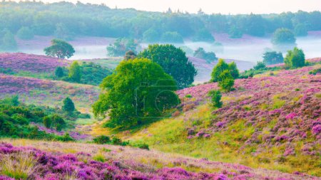 Photo for Blooming Heather fields, purple pink heather in bloom, blooming heater on the Posbank, Netherlands. Holland Nationaal Park Veluwezoom during sunset - Royalty Free Image
