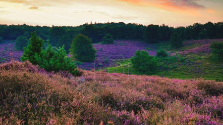 Photo for Blooming Heather fields, purple pink heather in bloom, blooming heater on the Posbank, Netherlands. Holland Nationaal Park Veluwezoom during sunrise - Royalty Free Image