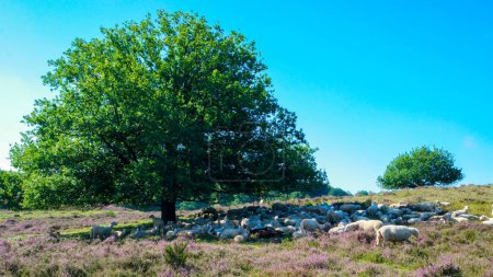 Photo for Sheep at the heather fields of the Posbank in the Netherlands, Heath cannot exist without sheep. If the heathland is not grazed it would disappear, Sheep keep the heath open with their grazing - Royalty Free Image
