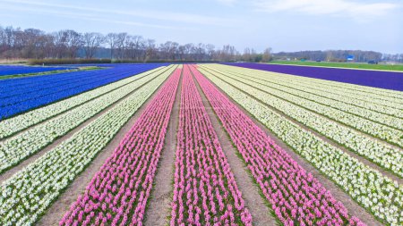 Foto de Campo de flores de jacinto en los Países Bajos durante la primavera, fondo de primavera floral. Jacintos púrpura, flores tradicionales de Pascua, fondo de Pascua Países Bajos Lisse - Imagen libre de derechos