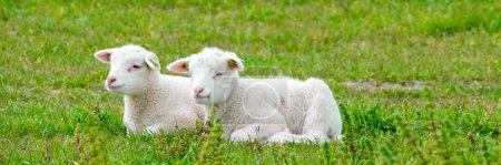 Photo for Lambs and Sheep on the Dutch dike by the lake IJsselmeer, Spring views, Netherlands Sheeps in a meadow on green grass. Netherlands Noordoospolder - Royalty Free Image
